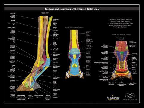 Horse Anatomy Posters