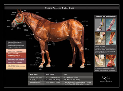 Equine Anatomy Diagram External Horse Anatomy Quiz