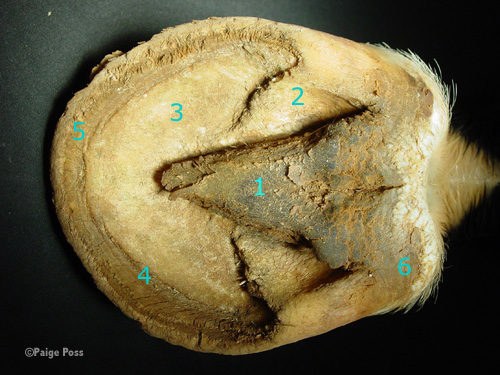 Sole of the Equine Hoof