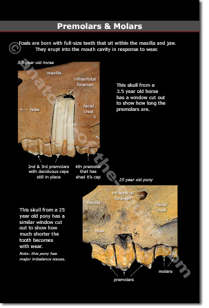 Equine Premolars & Molars