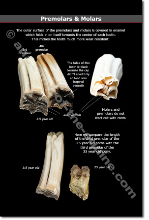 Equine Premolars & Molars