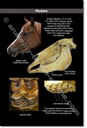 Premolars & Molars