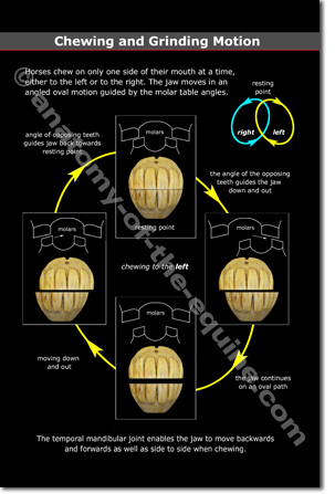 Equine Chewing and Grinding Motion