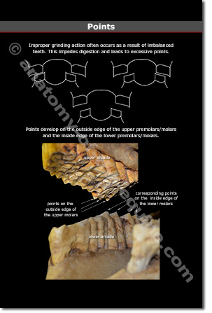 Equine Dental Points