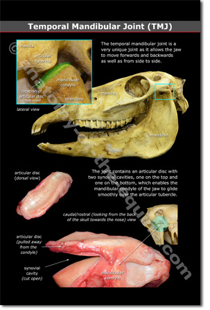 Equine Temporal Mandibular Joint