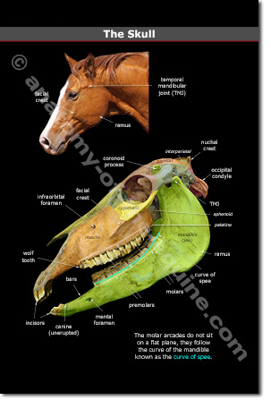 The Equine Skull