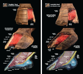 Exploring Laminitis 2023 p10-11