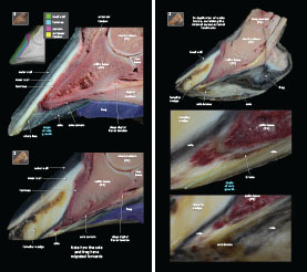 Exploring Laminitis 2023 p12-13