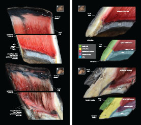 Exploring Laminitis 2023 p14-15