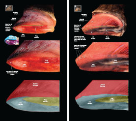 Exploring Laminitis 2023 p16-17