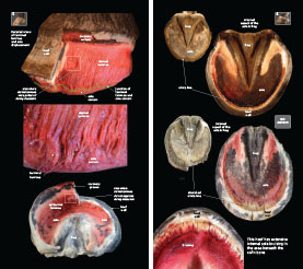 Exploring Laminitis 2023 p18-19