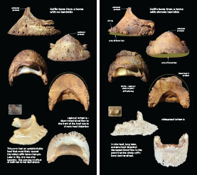 Exploring Laminitis 2023 p20-21