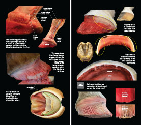 Exploring Laminitis 2023 p4-5
