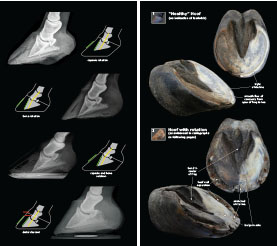 Exploring Laminitis 2023 p6-7