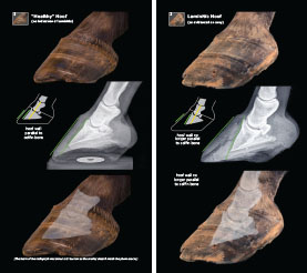 Exploring Laminitis 2023 p8-9