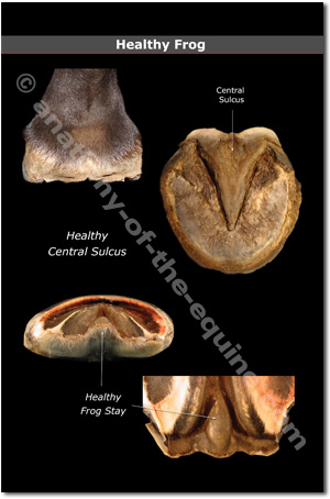 Healthy Equine Frog
