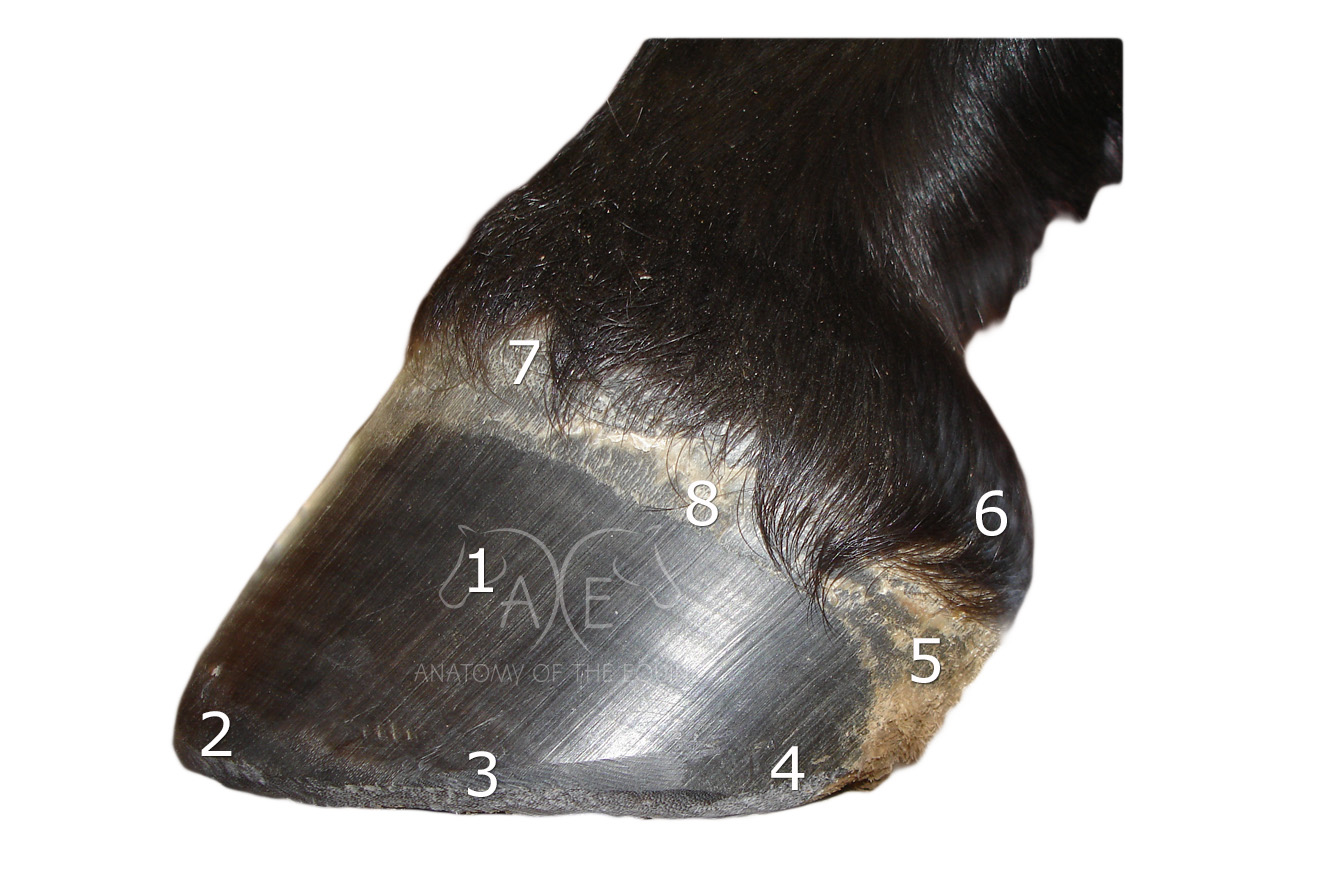 Good Hoof Photo