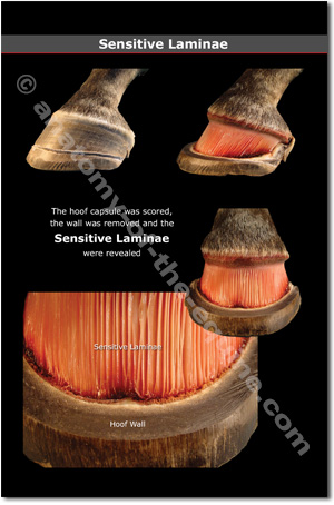 Equine Sensitive Laminae