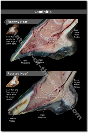 Equine Laminitis