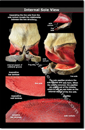 Equine Internal Sole