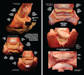 Tendons & Ligaments 2023 p14-15