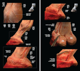 Tendons & Ligaments 2023 p16-17