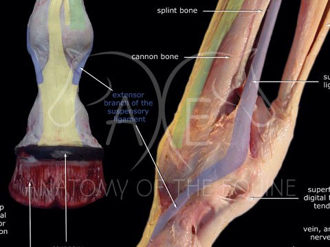 AOTE Distal Limb Poster closeup