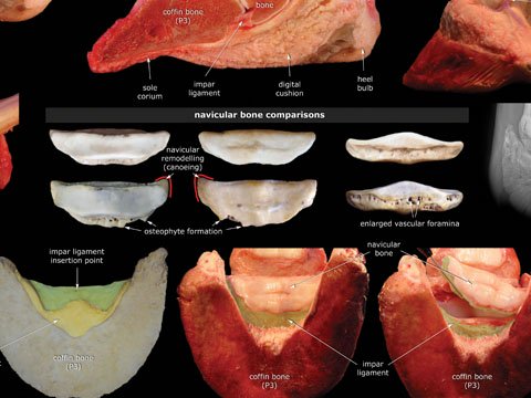 AOTE Navicular Poster closeup