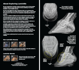 Exploring Laminitis 2023 p2-3