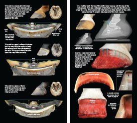 Hoof Distortions 2023 p10-11