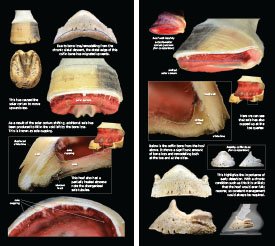 Hoof Distortions 2023 p12-13