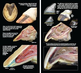 Hoof Distortions 2023 p14-15