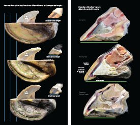 Hoof Distortions 2023 p16-17
