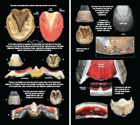Hoof Distortions 2023 p18-19