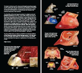 Hoof Distortions 2023 p2-3