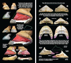 Hoof Distortions 2023 p20-21
