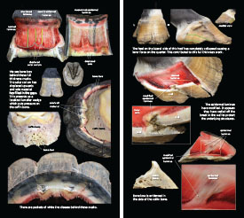 Hoof Distortions 2023 p22-23