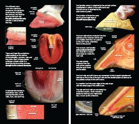 Hoof Distortions 2023 p4-5