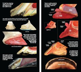 Hoof Distortions 2023 p6-7