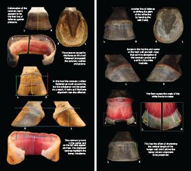 Hoof Distortions 2023 p8-9